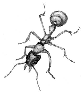 Ant Pheromones